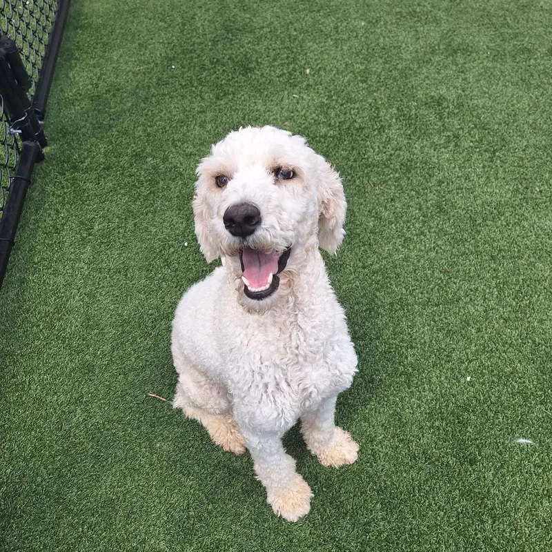 An adult medium-sized female White / Cream Standard Poodle dog named Rhea Rah Rah for adoption in LOXAHATCHEE, FL