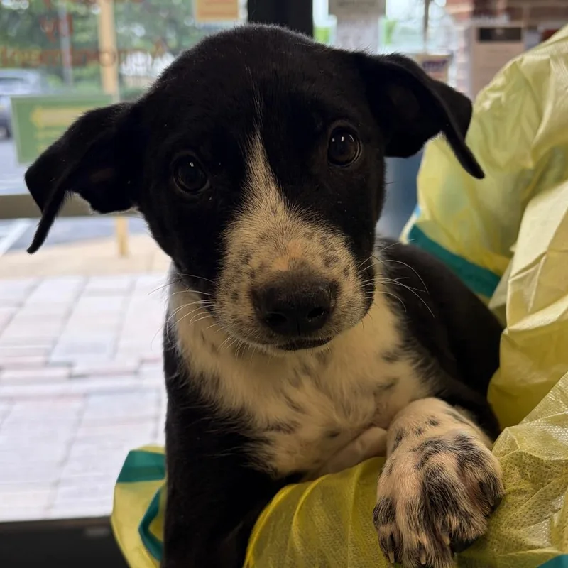 A baby small-sized female Black Mixed Breed dog named Birdie for adoption in Nashville, TN