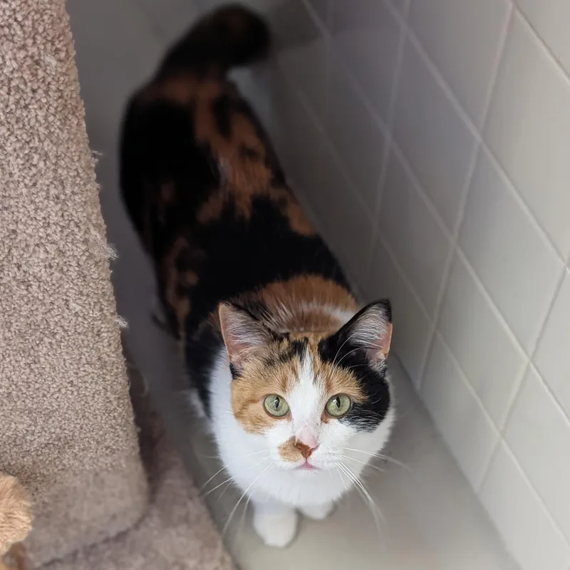 An adult medium-sized female Calico Domestic Short Hair cat named Wanda for adoption in Jefferson, WI