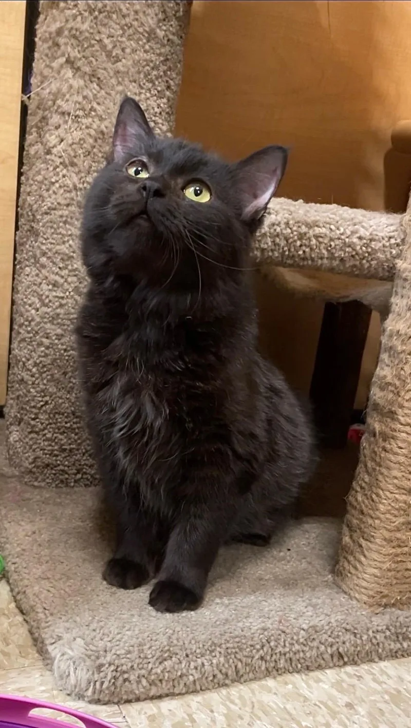 A baby medium-sized female Black Domestic Long Hair cat named Simone for adoption in Barrington Hills, IL