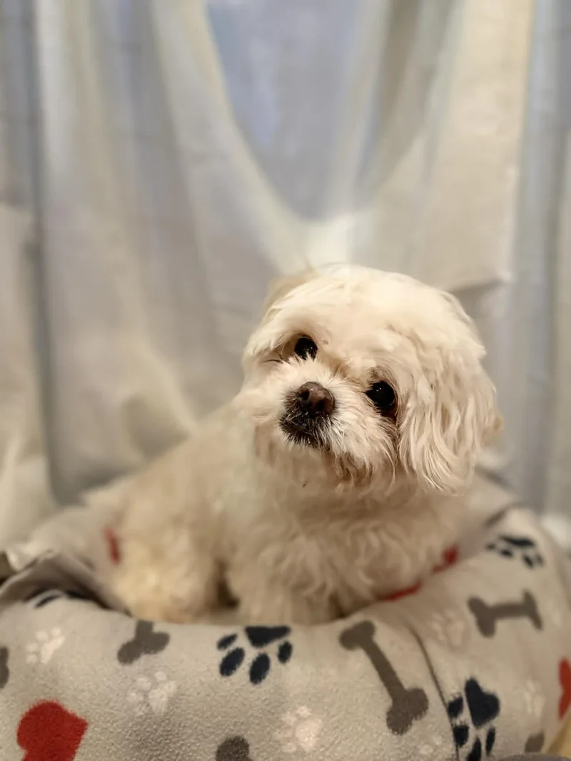 A senior small-sized male White / Cream Shih Tzu dog named Paddington for adoption in Port Clinton, OH