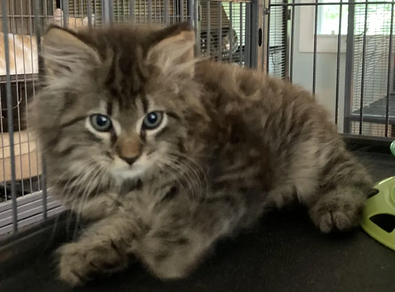 A baby medium-sized male Domestic Long Hair cat named Squirrel and Dusty Bunny for adoption in Charlotte, NC