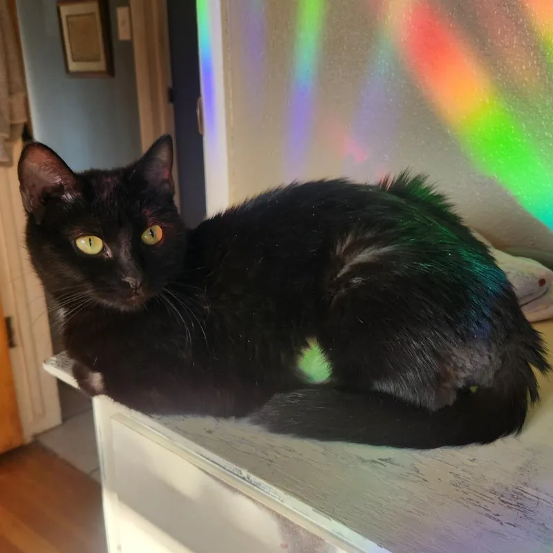 An adult small-sized female Black Domestic Short Hair cat named Pantera for adoption in Layton, UT