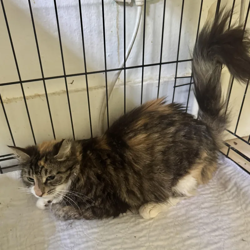 A young medium-sized female Calico Domestic Long Hair cat named Belinda for adoption in Hopkinton, MA