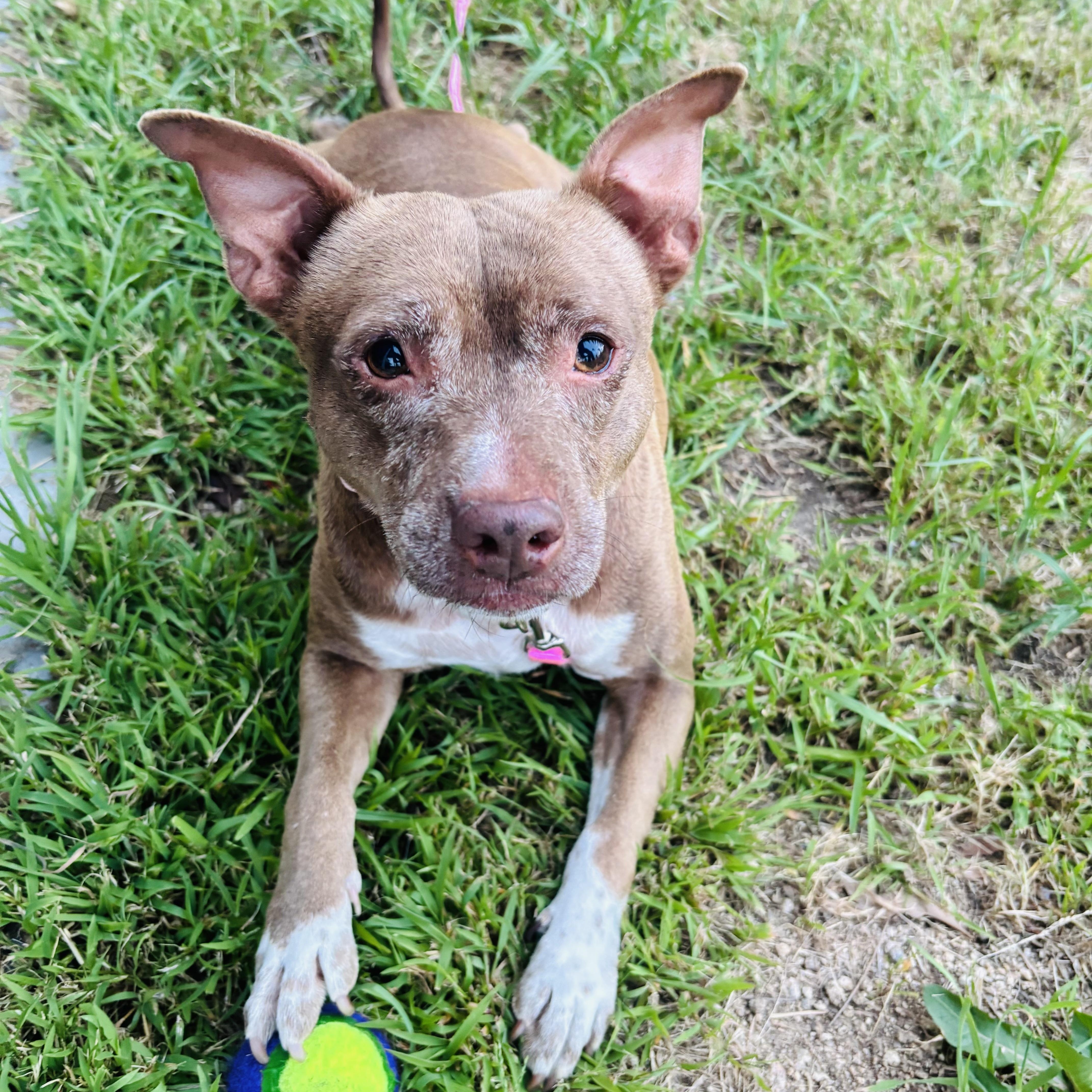 An adult small-sized female Bicolor Rat Terrier dog named Winnie for adoption in Torrance, CA