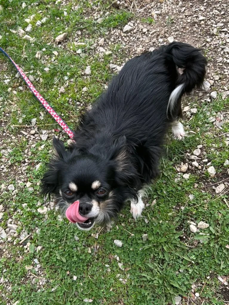 An adult small-sized female Chihuahua dog named Chilie for adoption in Fond Du Lac, WI