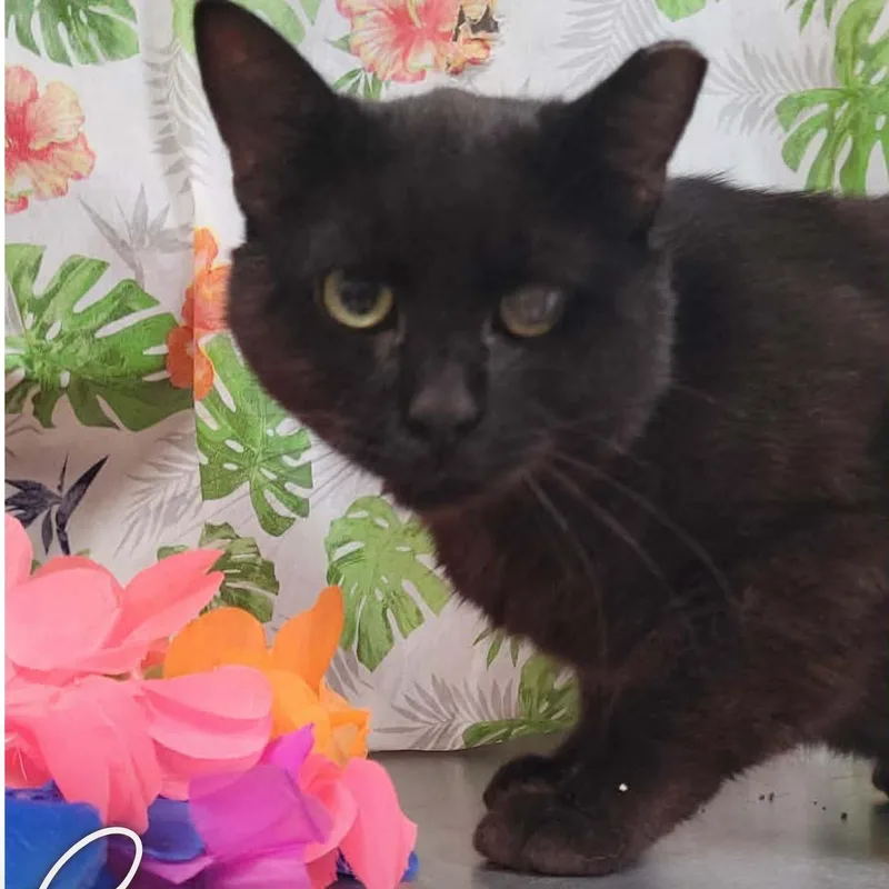 An adult large-sized male Black Domestic Short Hair cat named Samson for adoption in Caro, MI