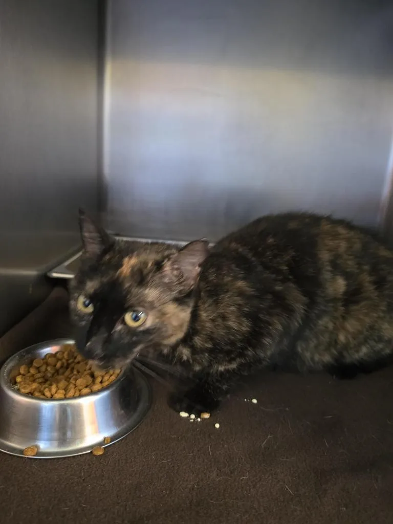A young medium-sized female Domestic Short Hair cat named Posie for adoption in Burnsville, NC