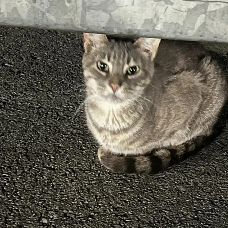 An adult medium-sized male Domestic Short Hair cat named Jasper for adoption in Cumming, GA