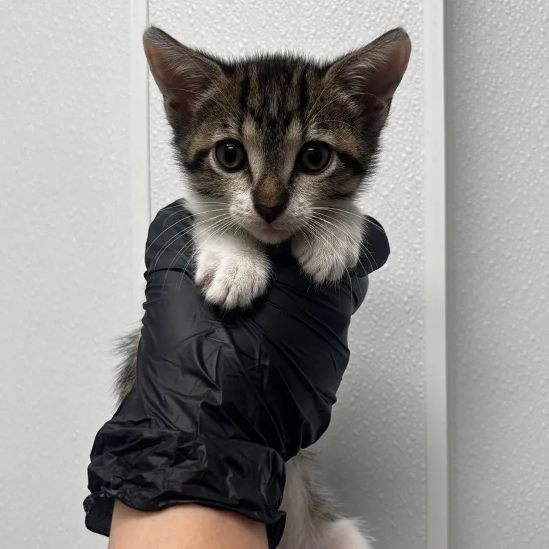 A baby small-sized male Gray / Blue / Silver Domestic Short Hair cat named Huey for adoption in Abilene, TX