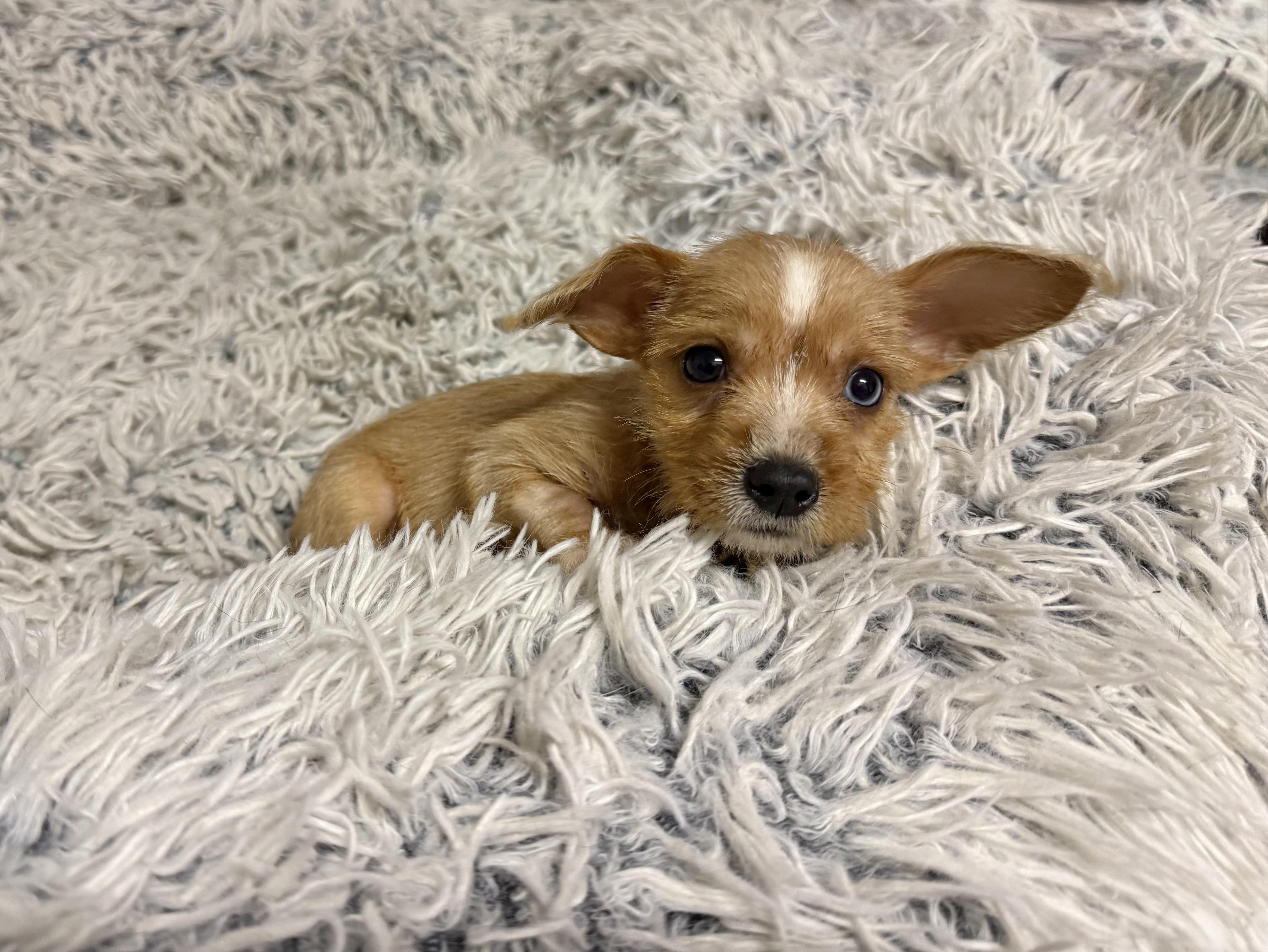 A baby small-sized female Yellow / Tan / Blond / Fawn Miniature Schnauzer dog named Stella for adoption in Baton Rouge, LA