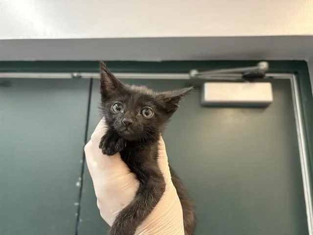 A baby small-sized female Domestic Short Hair cat named Ladybug for adoption in Thousand Palms, CA