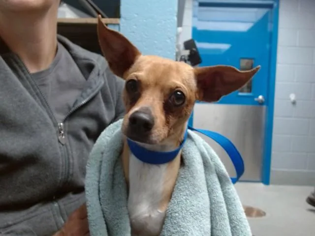 A young small-sized male Chihuahua dog named Squash for adoption in Albuquerque, NM