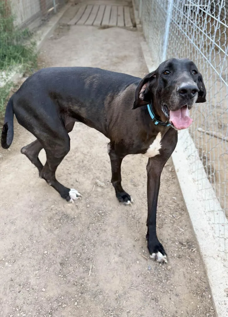 A young extra large-sized female Great Dane dog named Stormy for adoption in Windsor, CO