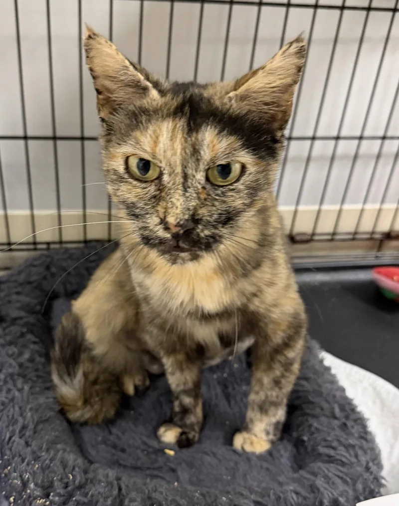 An adult medium-sized female Domestic Short Hair cat named Coraline for adoption in Satellite Beach, FL
