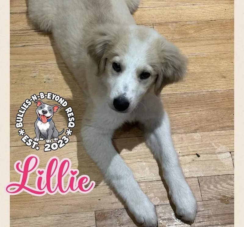 Lillie thumbnail 2