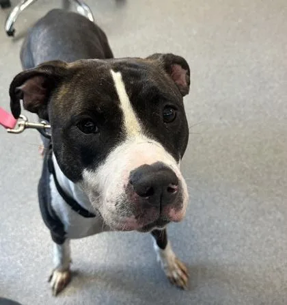 An adult medium-sized female Mixed Breed dog named Mabel for adoption in West Chester, PA