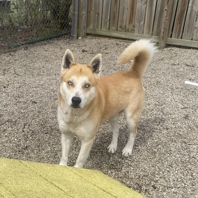 An adult medium-sized male Yellow / Tan / Blond / Fawn Siberian Husky dog named Kodiak for adoption in Dayton, OH