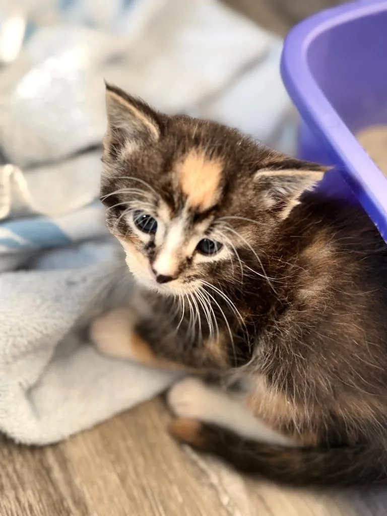 A baby small-sized male Domestic Short Hair cat named Ember for adoption in Algona, IA