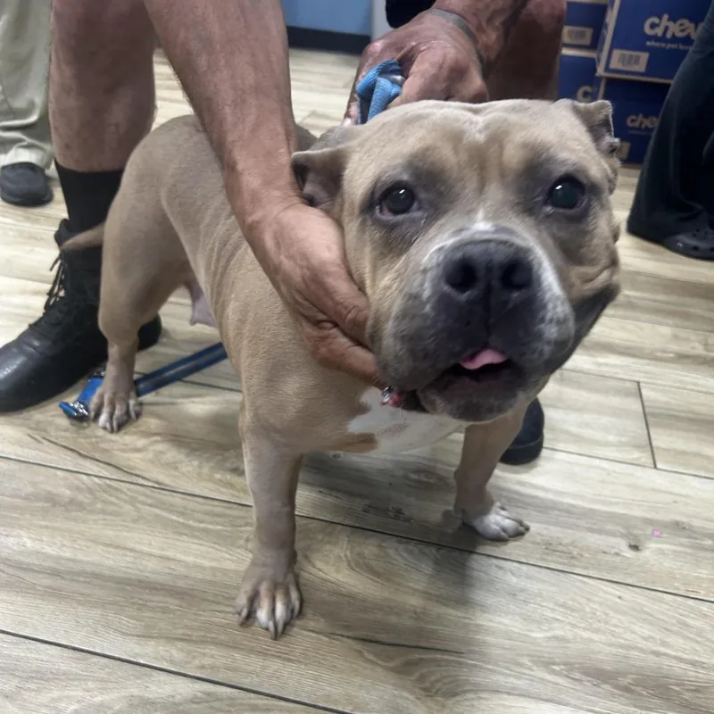 An adult medium-sized female Yellow / Tan / Blond / Fawn Pit Bull Terrier dog named Gorda for adoption in Newark, NJ
