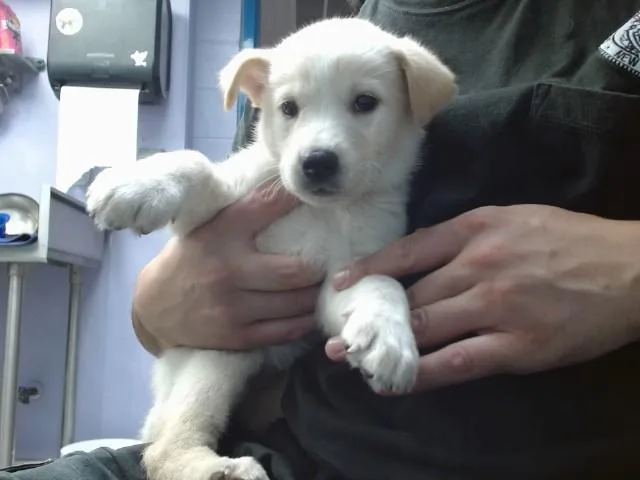 A baby small-sized female Australian Cattle Dog / Blue Heeler dog named Mango for adoption in Albuquerque, NM