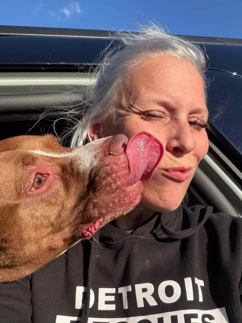 An adult large-sized male Bicolor Mixed Breed dog named Brownie for adoption in Pleasant Ridge, MI