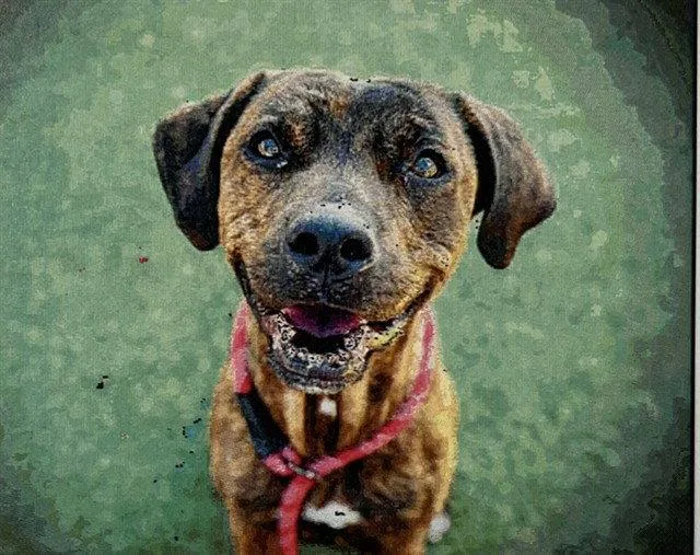An adult large-sized male Boxer dog named Groot for adoption in Tavares, FL