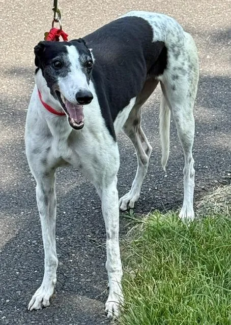 An adult large-sized female Greyhound dog named Rupee for adoption in New Hope, PA