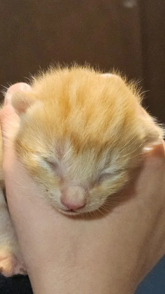 A baby medium-sized male Domestic Short Hair cat named Waffles for adoption in Huntington, IN