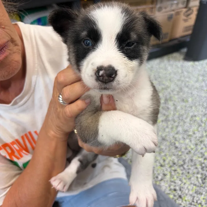 A baby medium-sized male Husky dog named Pooh Bear for adoption in Fredericksburg, TX