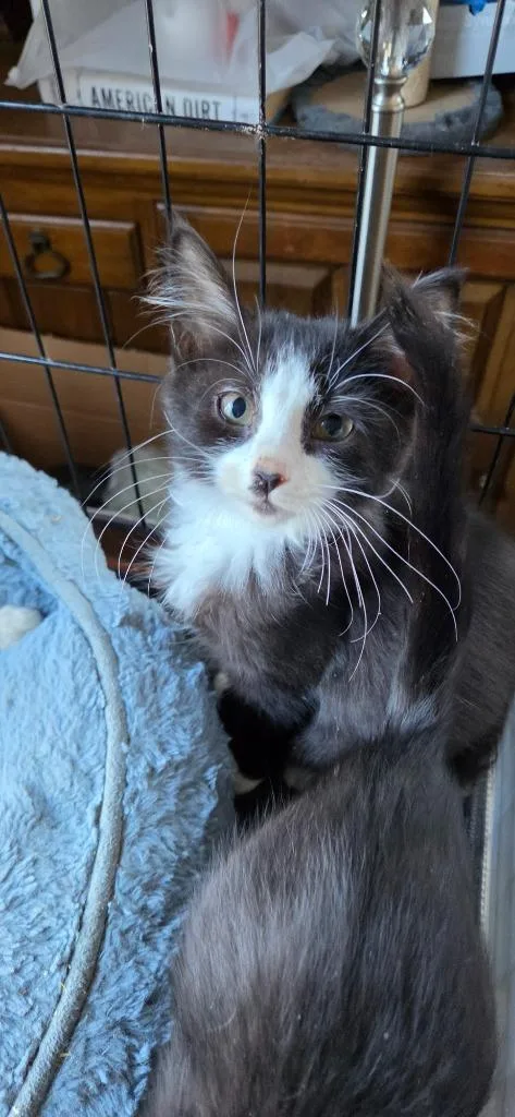 A baby medium-sized male Domestic Short Hair cat named Wizard for adoption in Windsor, CT