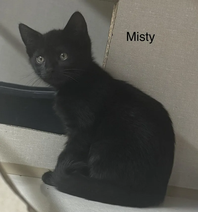 A baby medium-sized female Black Domestic Short Hair cat named Misty for adoption in Ulster, PA