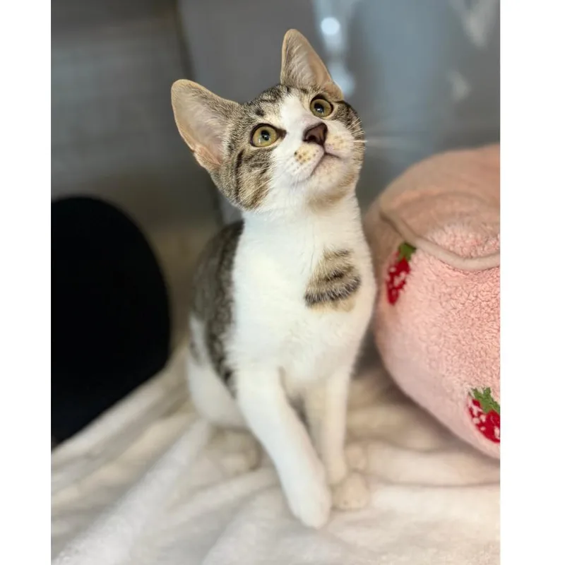 A young medium-sized male Black Domestic Short Hair cat named Papa Bear for adoption in Ridgely, MD