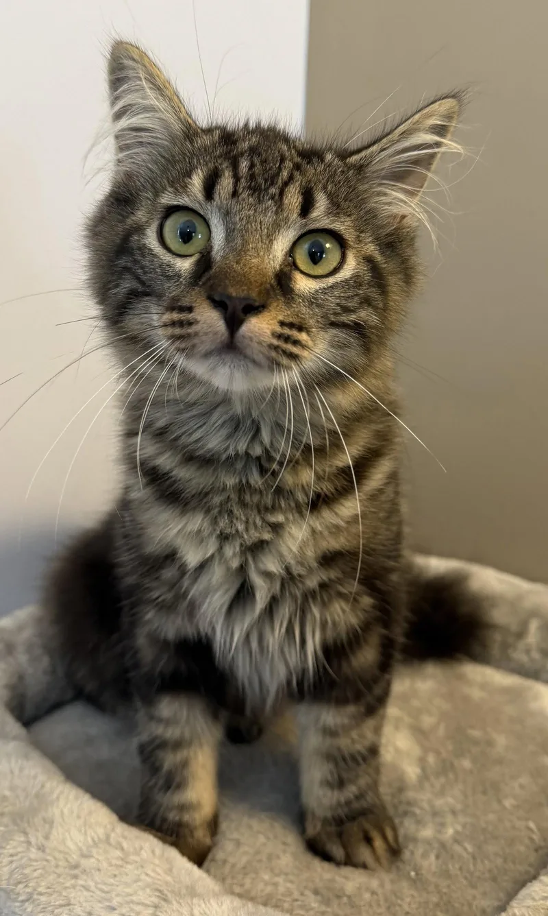 A young medium-sized male Domestic Medium Hair cat named Paul for adoption in Elkins, WV