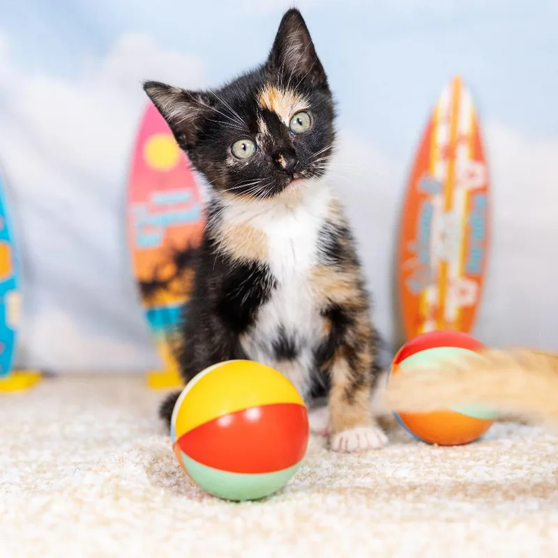 A baby small-sized female Calico Domestic Short Hair cat named Elmi for adoption in Durham, NC