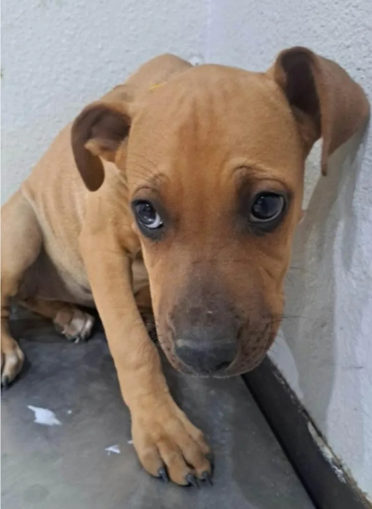 A baby large-sized female Tricolor (Brown, Black, & White) Labrador Retriever dog named Pringles for adoption in Sedalia, CO