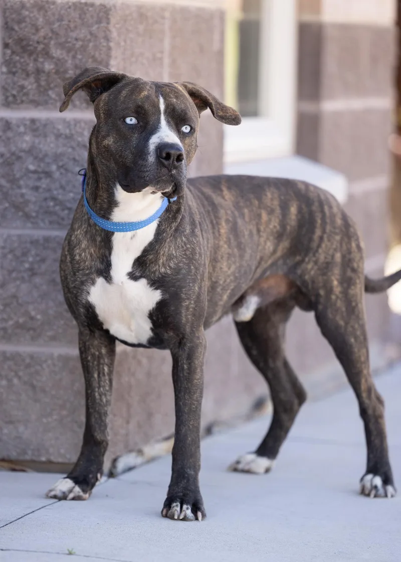 A young medium-sized male American Staffordshire Terrier dog named Blue for adoption in Moab, UT