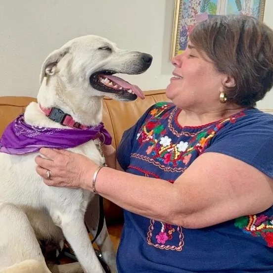 A young medium-sized female White / Cream Labrador Retriever dog named Paloma Jumps For Joy for adoption in Friendswood, TX