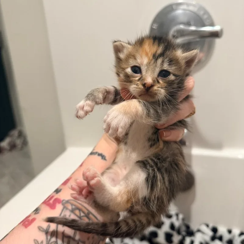 A baby small-sized female Torbie Domestic Short Hair cat named Luanne for adoption in Inman, SC