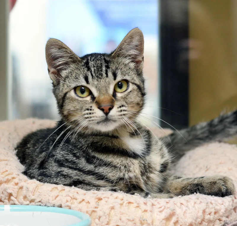 A baby medium-sized male Tabby (Brown / Chocolate) Tabby cat named Kreider for adoption in San Clemente, CA