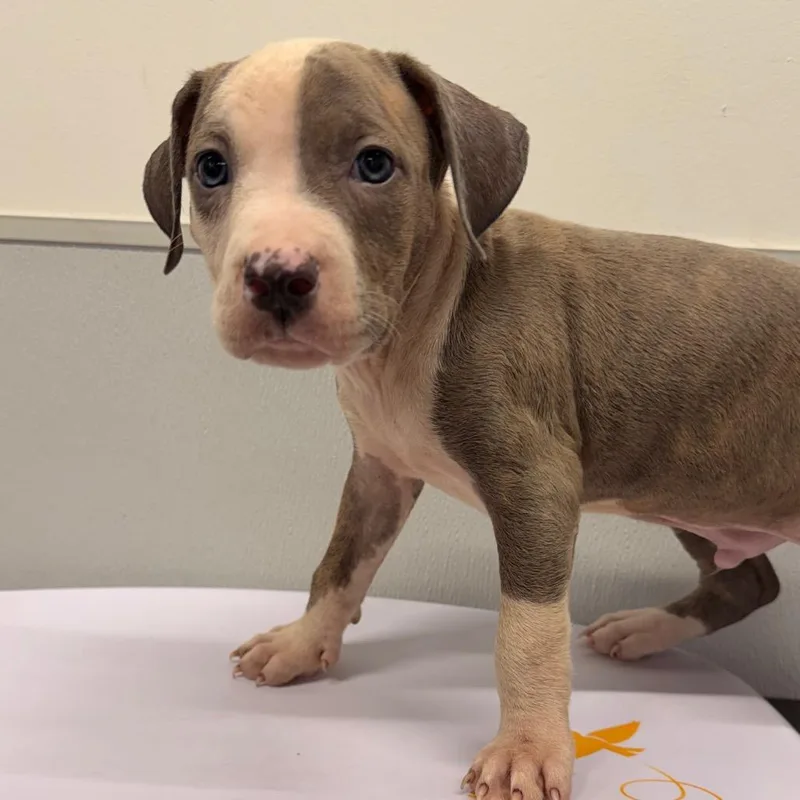 A baby small-sized male Brindle Terrier dog named Sable for adoption in Tampa, FL
