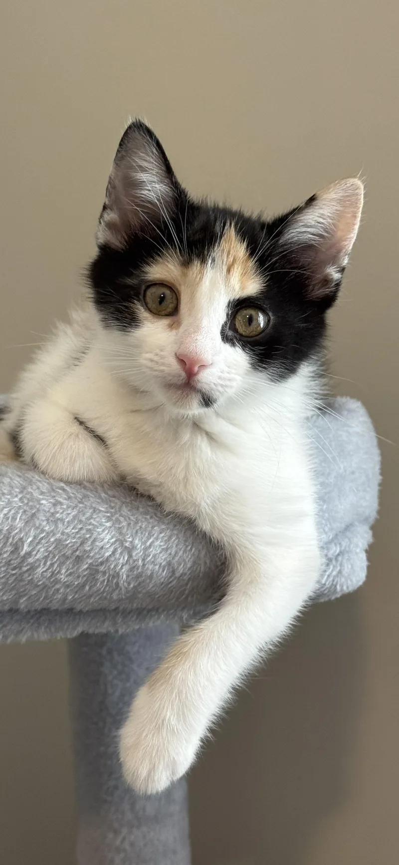 A baby medium-sized female Domestic Short Hair cat named Bandit for adoption in Collierville, TN