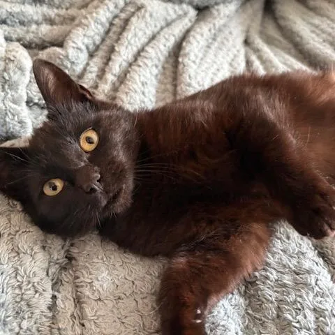 A young small-sized male Black Domestic Short Hair cat named Odie for adoption in Westport, CT