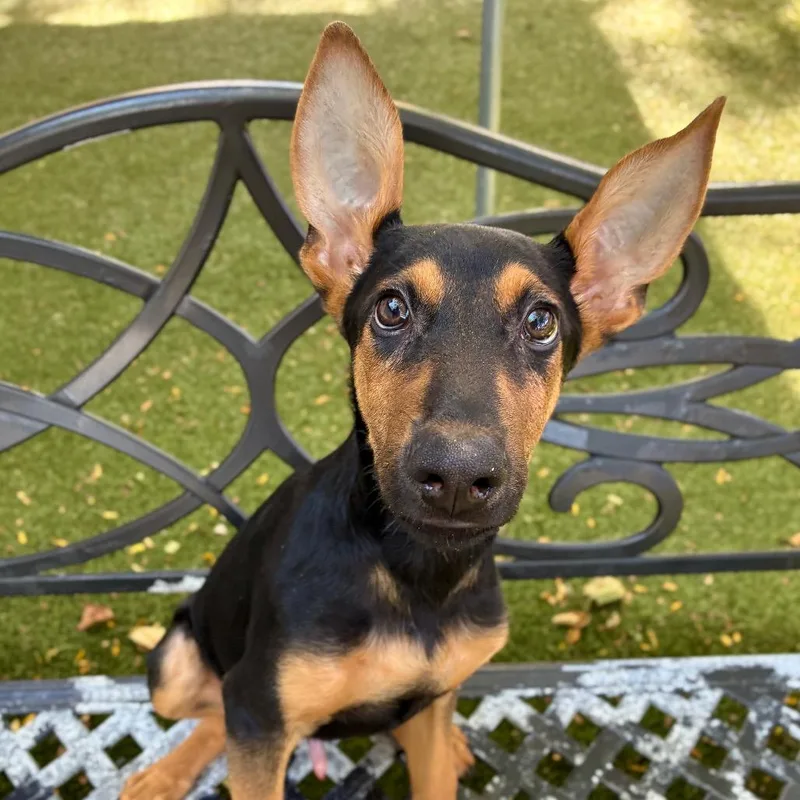 A baby small-sized male Black Doberman Pinscher dog named Ace for adoption in Providence, RI