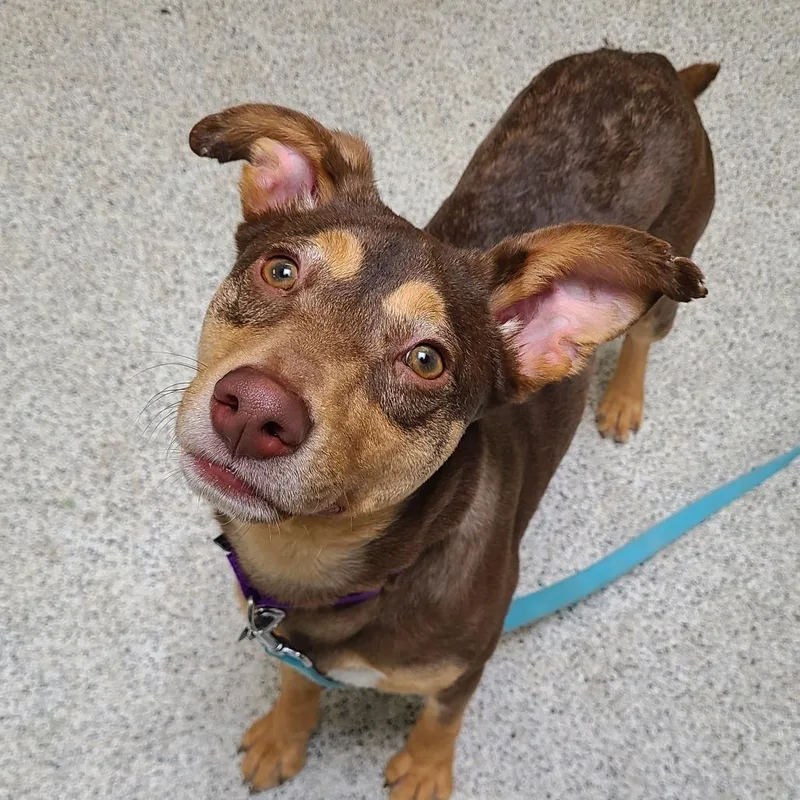 A young medium-sized male Brown / Chocolate Mixed Breed dog named Leo for adoption in Oak Park, IL