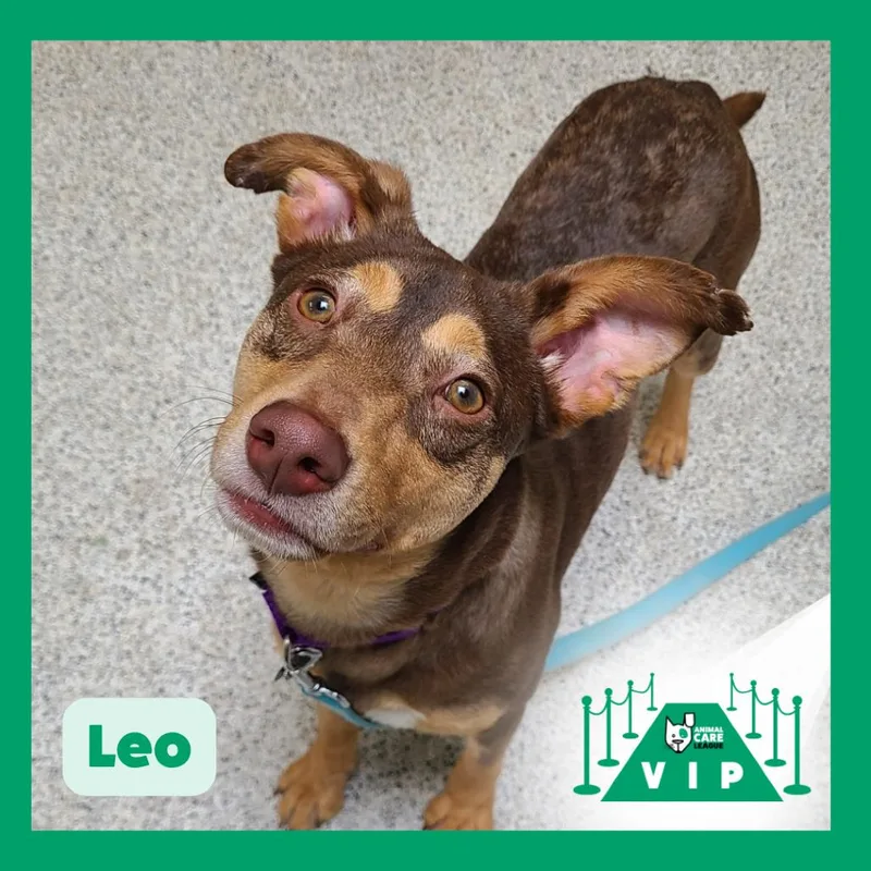 Leo thumbnail 5