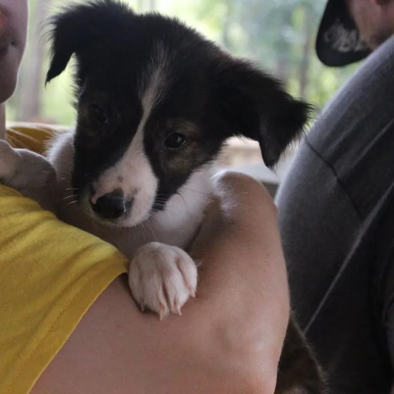 A baby small-sized male Black Mixed Breed dog named Tucker for adoption in Valley, AL