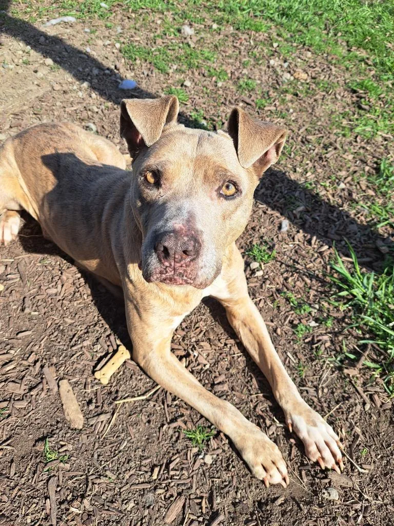 A senior medium-sized female Pit Bull Terrier dog named Daffodil for adoption in Findlay, OH