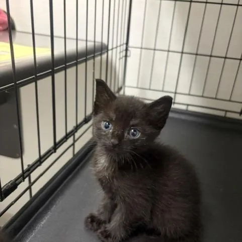 A baby small-sized male Black Domestic Short Hair cat named Solitaire for adoption in Novelty, OH