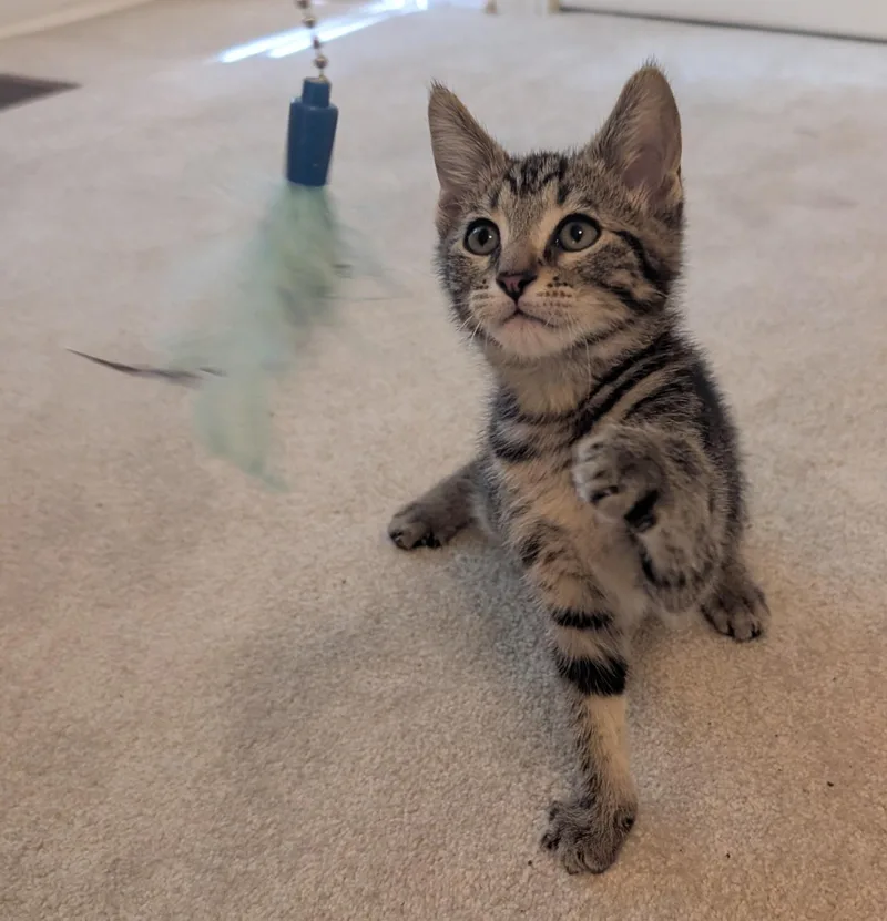 Mika